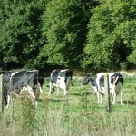 Dairy cows in Normandy