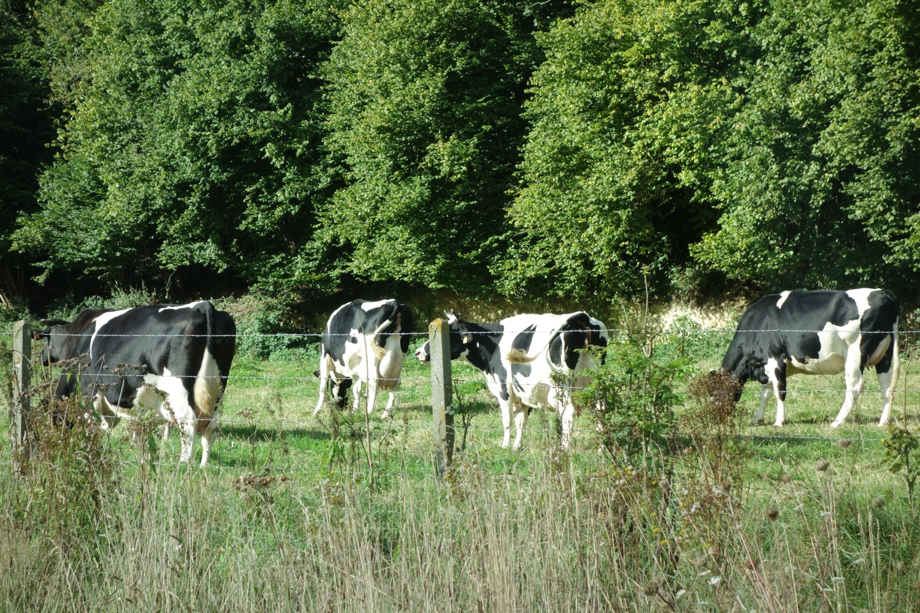 More dairy cows in Normandy