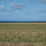 Normandy fields